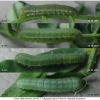 colias alfacariensis larva3 volg